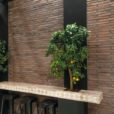 Espacio interior con revestimiento de ladrillo cerámico visto en tonos rojizos y marrones, aplicado en pared de fondo. Una planta frutal con frutos naranjas cuelga junto a un pilar oscuro, sobre una repisa de mosaico geométrico beige y tierra.